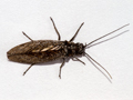 Sialis lutaria